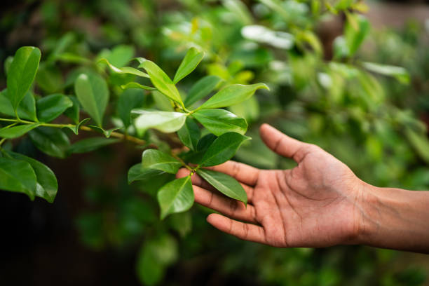 Best Fruit Tree Pruning  in Overton, TX