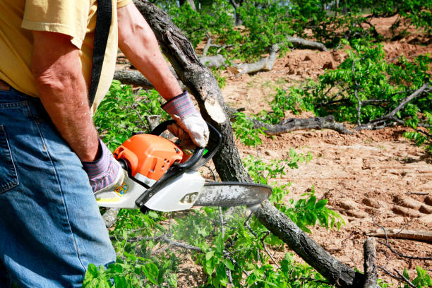 Best Tree Disease Treatment  in Overton, TX